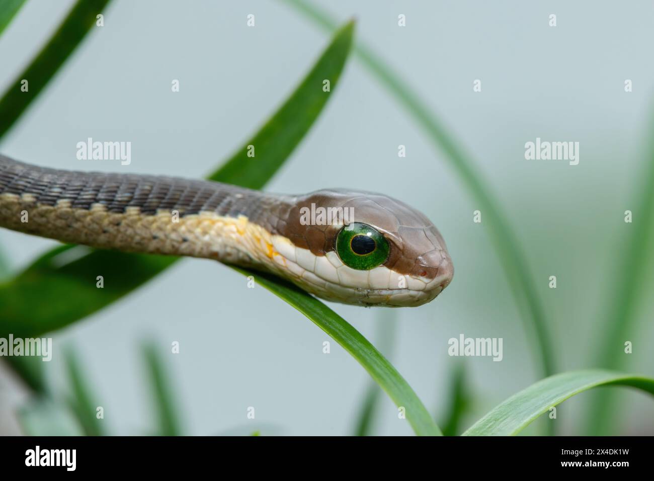 Ein wunderschöner junger Boomslang (Dispholidus typus), auch bekannt als Baumschlange oder afrikanische Baumschlange, in den Zweigen eines einheimischen Gelbholzbaums Stockfoto