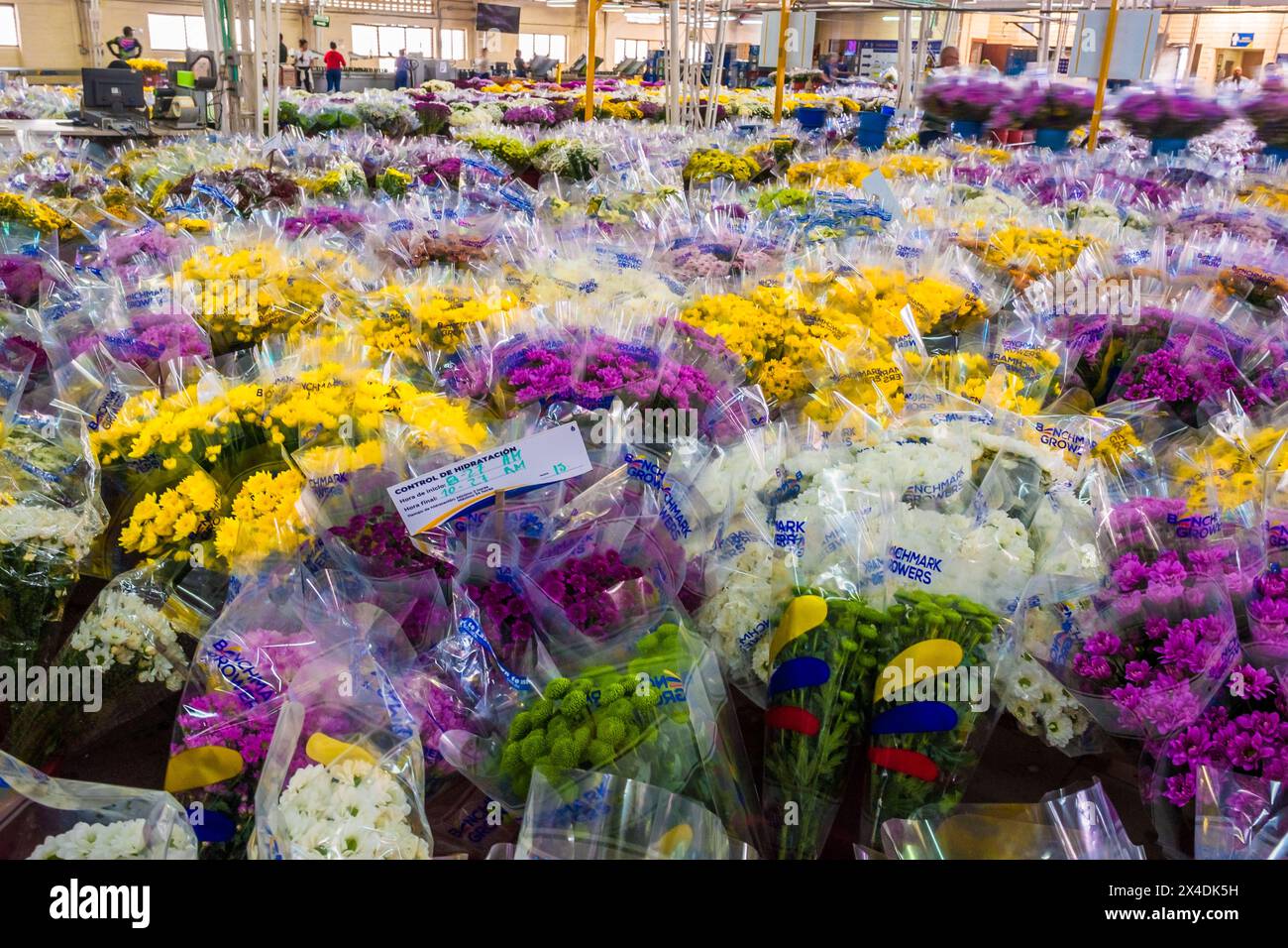 Blumensträuße werden am 15. März 2024 in einem Verarbeitungsbetrieb einer Schnittblumenfarm in Rionegro, Kolumbien, in Wassereimern gelagert. Stockfoto