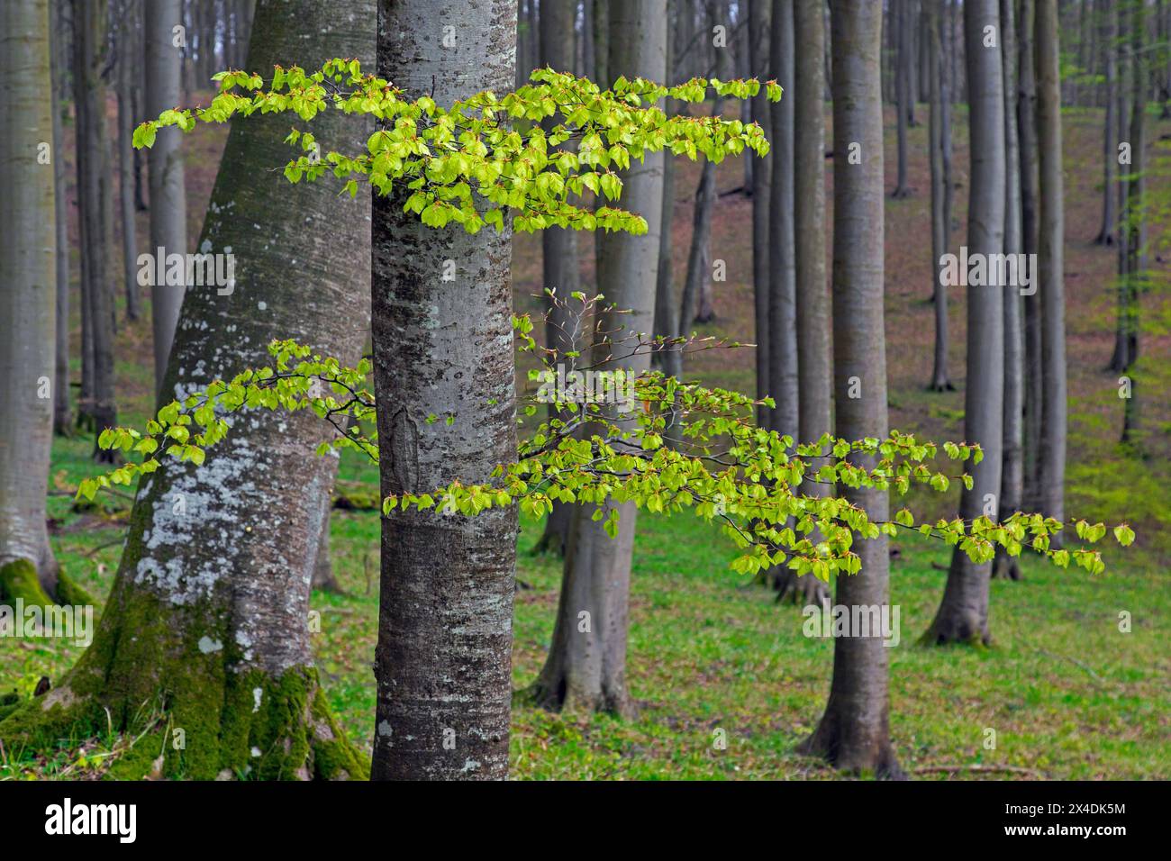 Baumstämme von europäischen Buchen und Zweige mit frischen Blütenblättern im Laubwald im Frühjahr Stockfoto