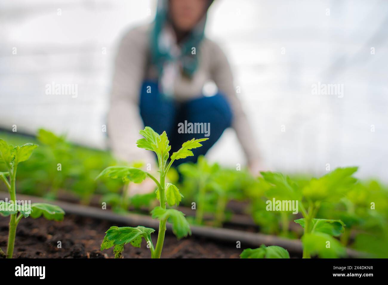 Ein kolumbianischer Landarbeiter pflanzt am 16. März 2024 auf einem Feld in einer Schnittblumenfarm in Rionegro, Kolumbien, Chrysanthemenschnitte in Reihen. Stockfoto