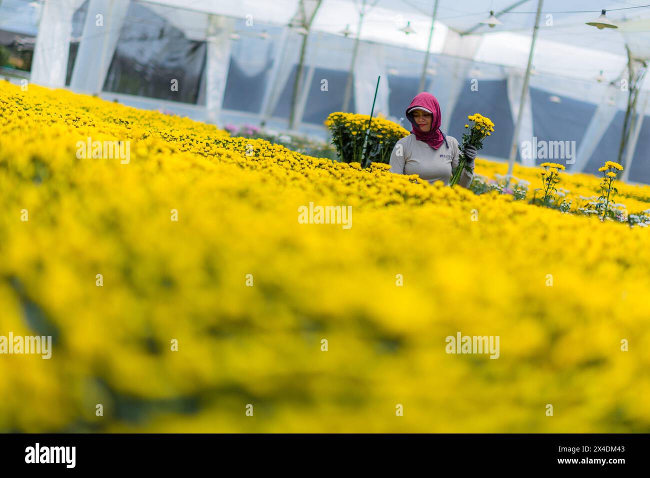 Ein kolumbianischer Landarbeiter sammelt am 15. März 2024 Chrysanthemen auf einer Schnittblumenfarm in Rionegro, Kolumbien. Stockfoto