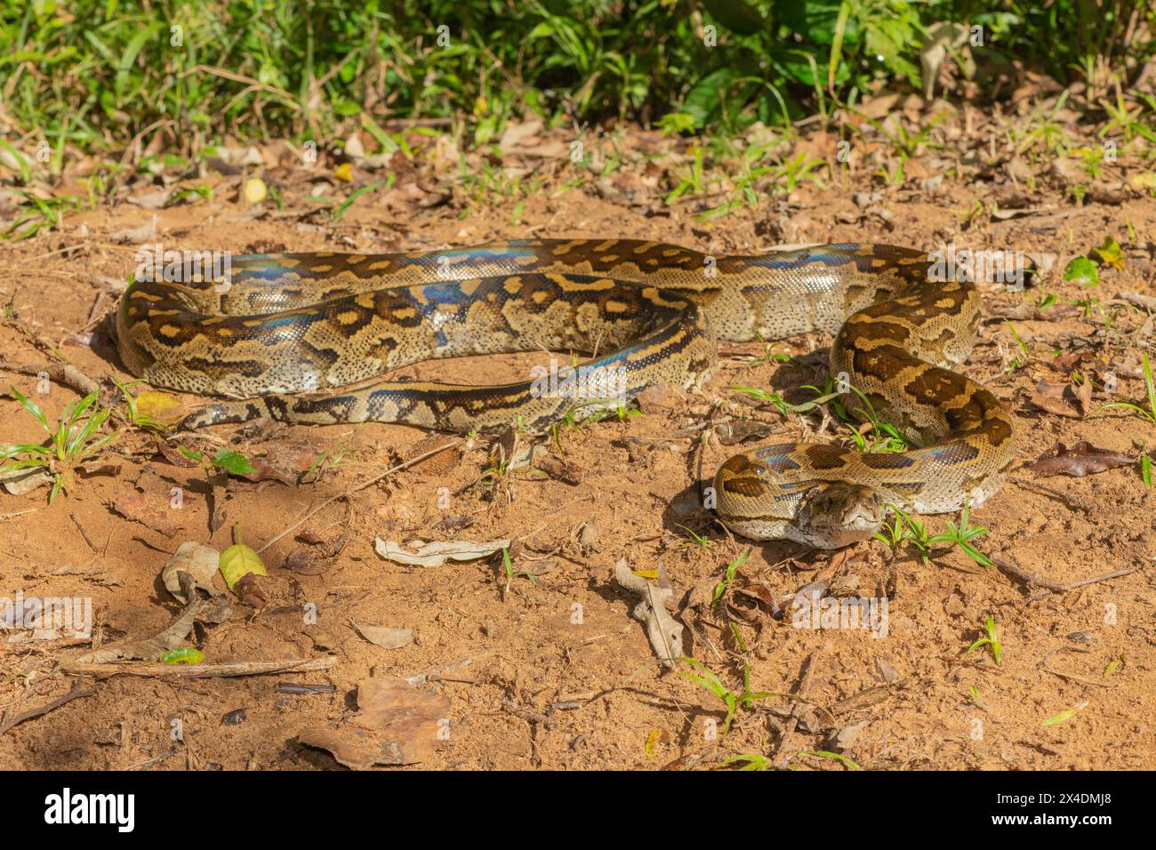 Eine wunderschöne Python aus dem südlichen Afrika (Python natalensis) in freier Wildbahn Stockfoto
