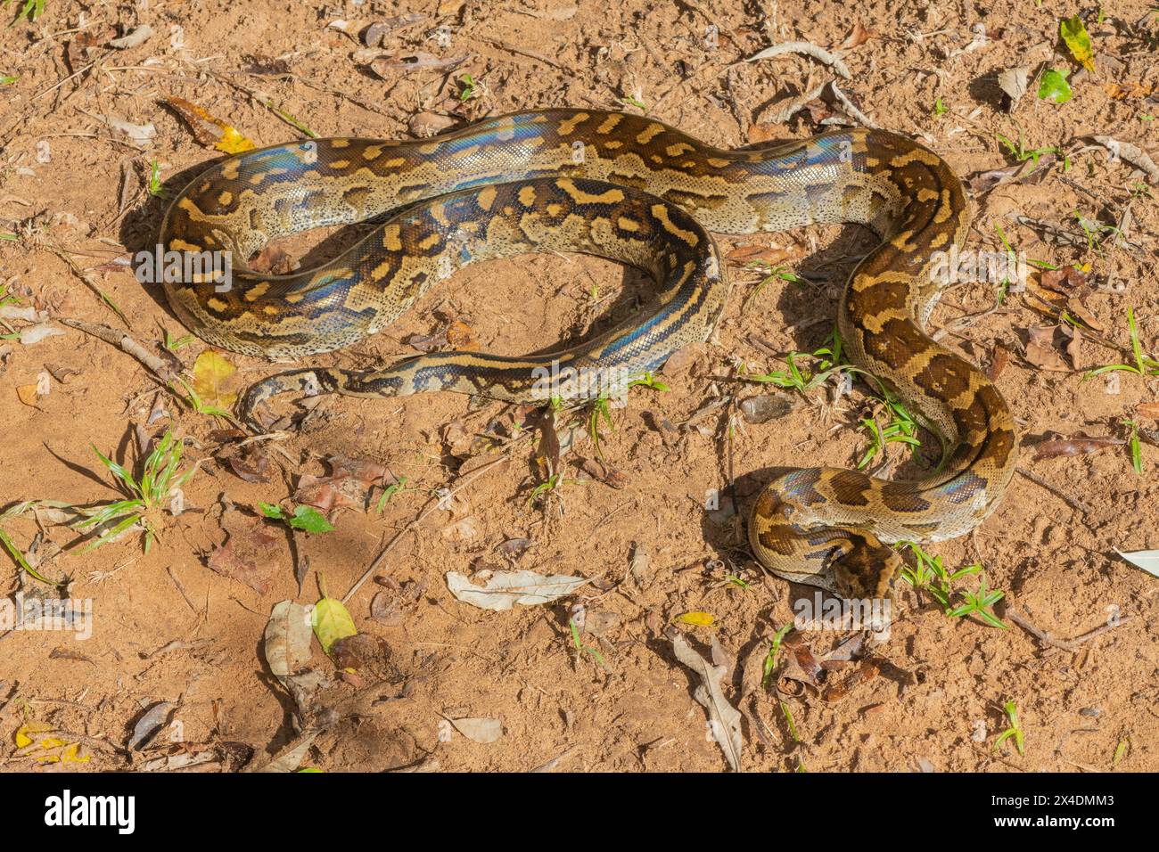 Eine wunderschöne Python aus dem südlichen Afrika (Python natalensis) in freier Wildbahn Stockfoto
