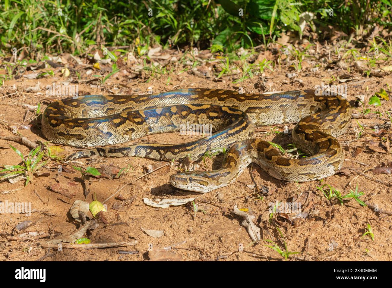 Eine wunderschöne Python aus dem südlichen Afrika (Python natalensis) in freier Wildbahn Stockfoto