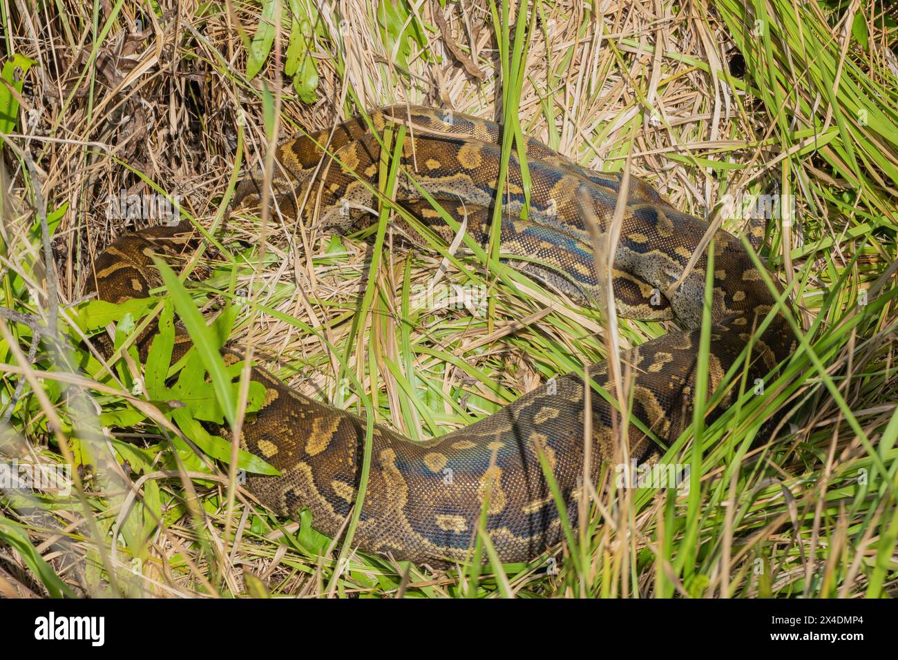 Eine wunderschöne Python aus dem südlichen Afrika (Python natalensis) in freier Wildbahn Stockfoto