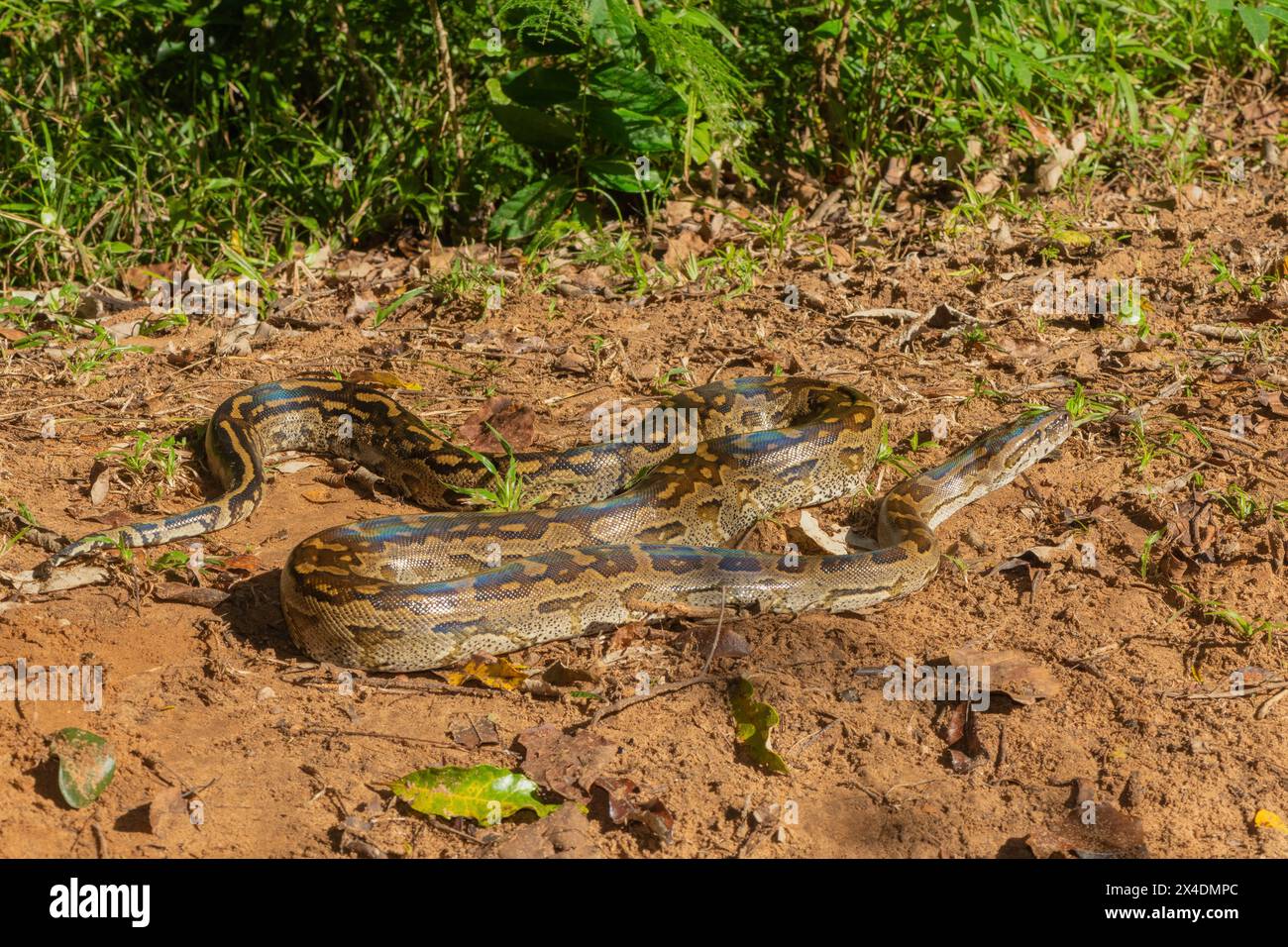 Eine wunderschöne Python aus dem südlichen Afrika (Python natalensis) in freier Wildbahn Stockfoto