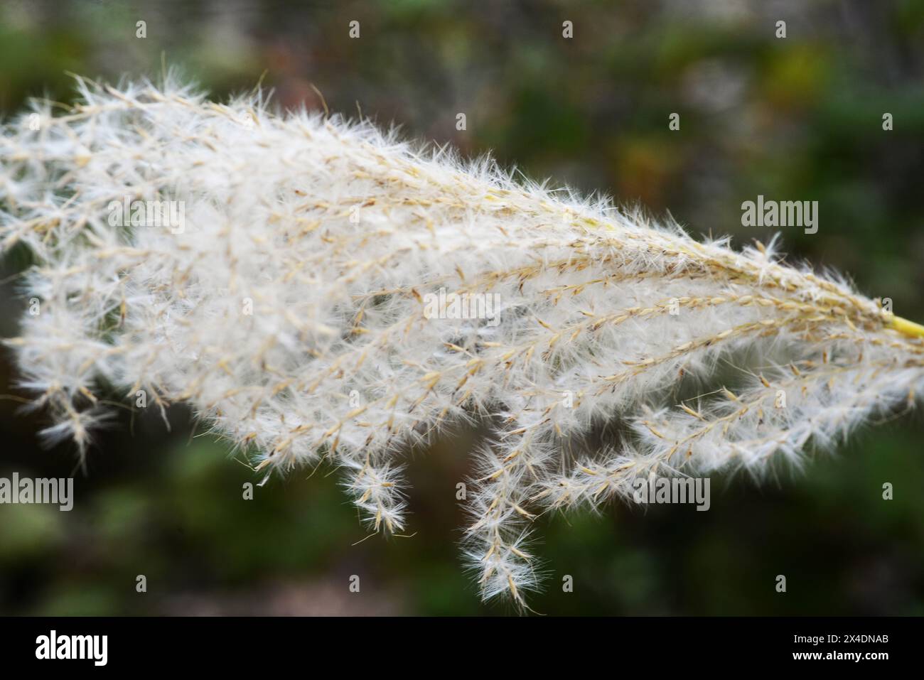 Winterliche Schönheit, blühendes Zebragras oder chinesisches Silbergras nahe Typ, die Textur, Linien und Muster von Natur aus detailliert beschreiben, verschwommener Hintergrund. Stockfoto