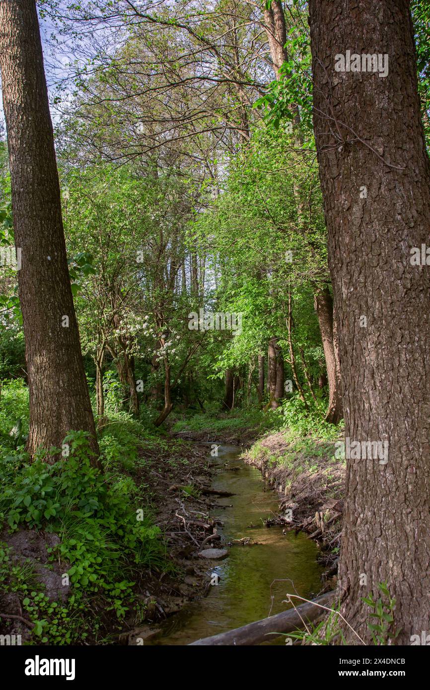 Blick auf einen wilden Bach, der durch den Wald fließt, natürliche Umgebung Stockfoto