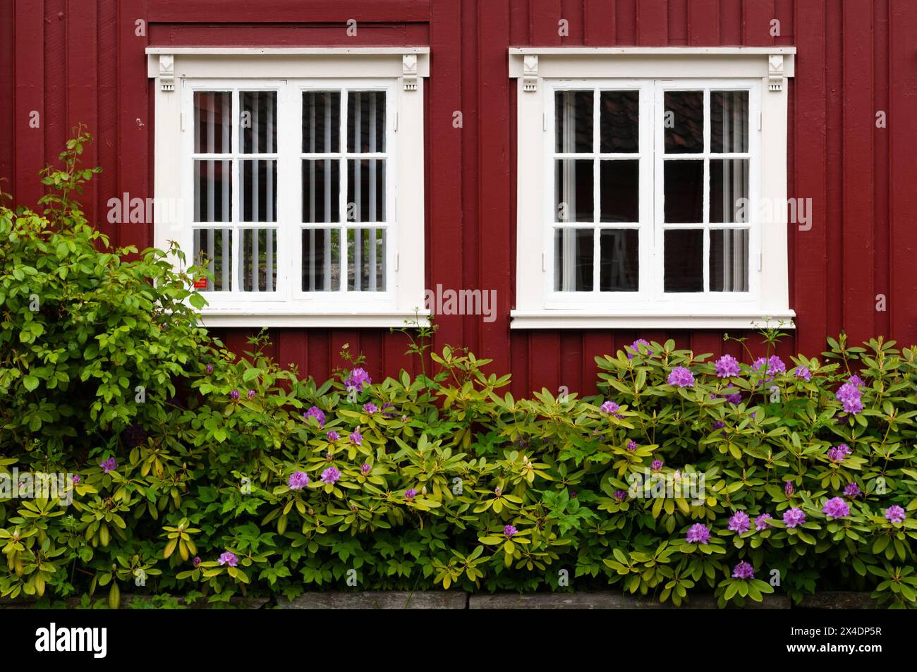 Rhododendron vor einem bunt bemalten Holzhaus in Mollenberg. Mollenberg, Trondheim, Norwegen. Stockfoto