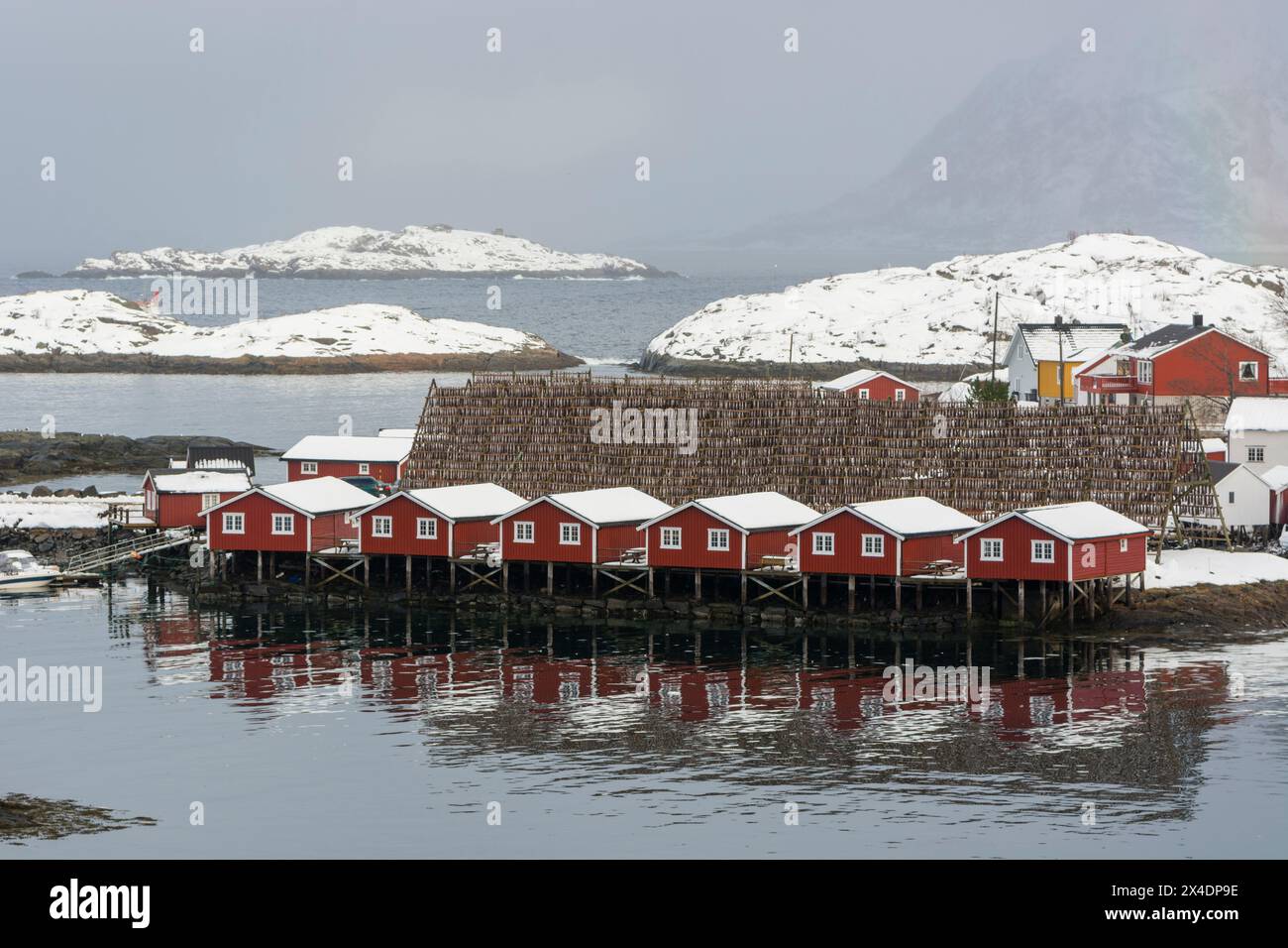 Rote Häuser und Kabeljaufische auf einem Trockengestell. Svolvaer, Lofoten Islands, Nordland, Norwegen. Stockfoto