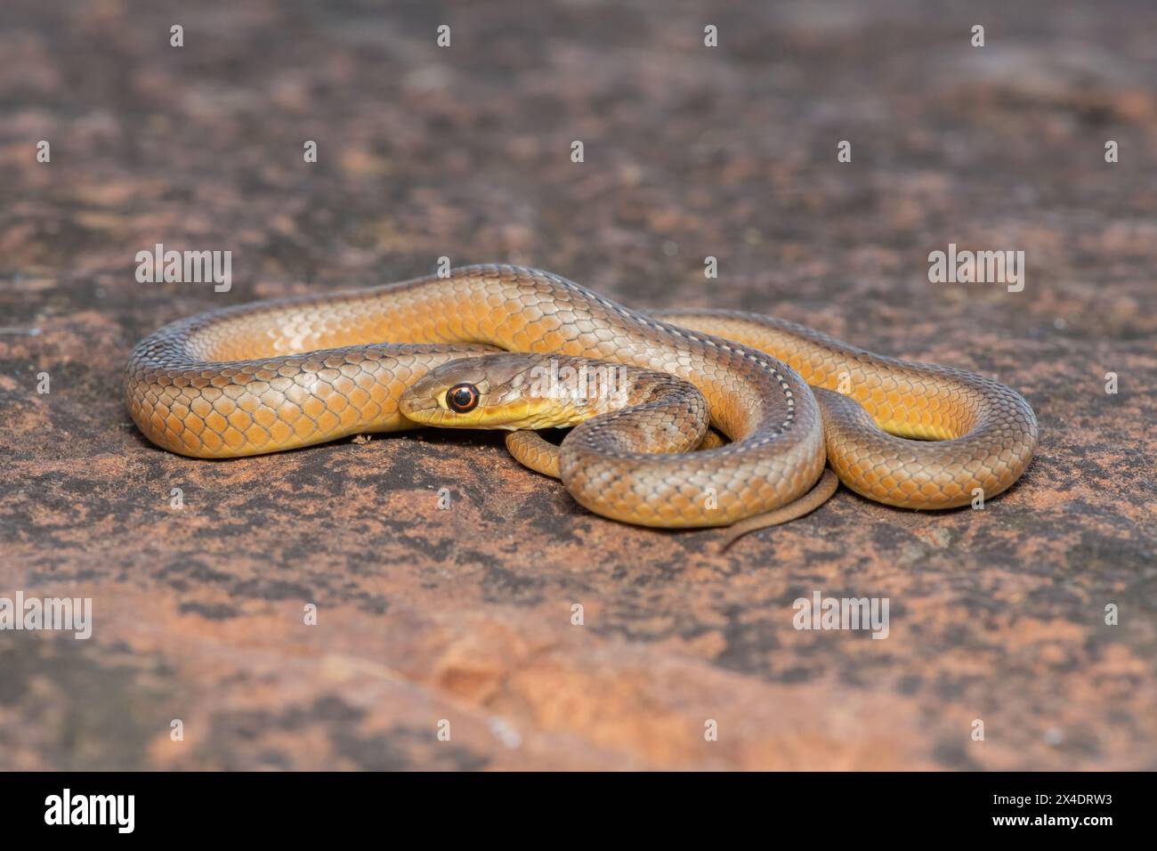 Nahaufnahme einer wunderschönen, kurzschnurrenden Grasschlange (Psammophis brevirostris) in freier Wildbahn Stockfoto