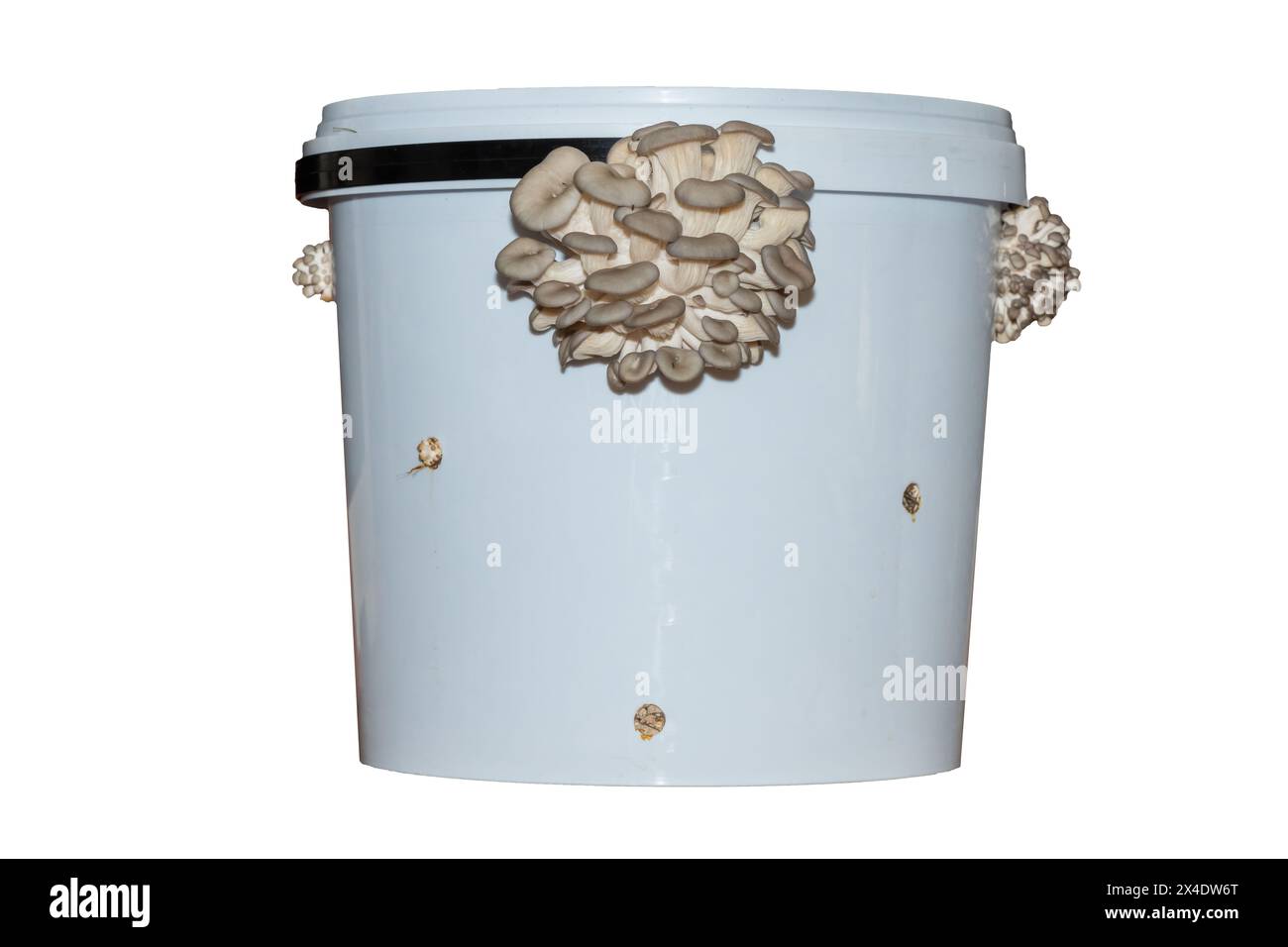 Gruppen von braunen Austernpilzen, die durch ein selbstgewachsenes Austernpilzset sprießen Stockfoto