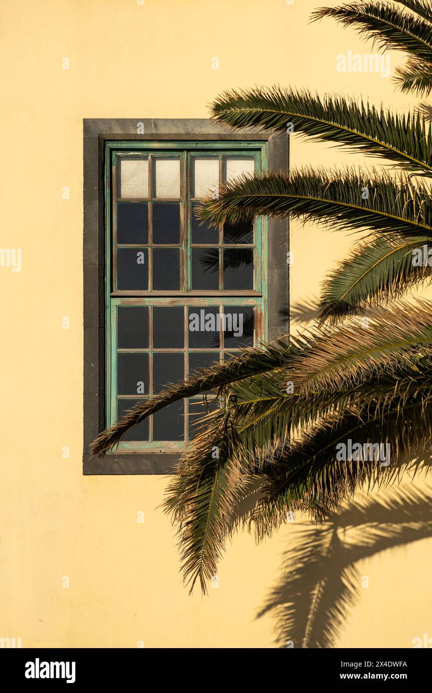 Palme vor dem Schieberfenster Stockfoto
