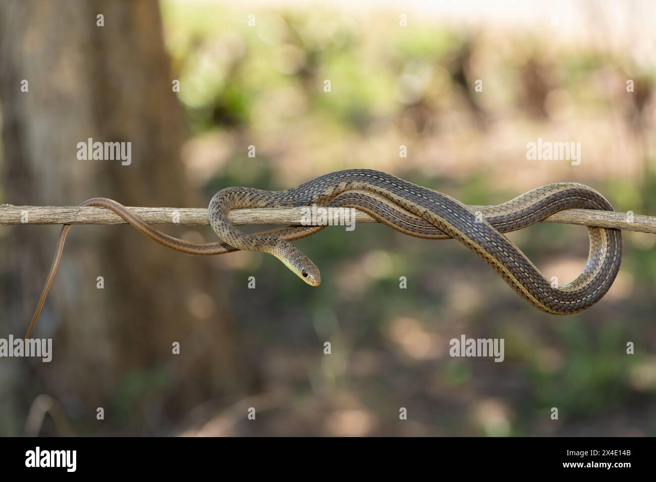 Kurzschnurrgrasschlange (Psammophis brevirostris) an einem Baumzweig Stockfoto