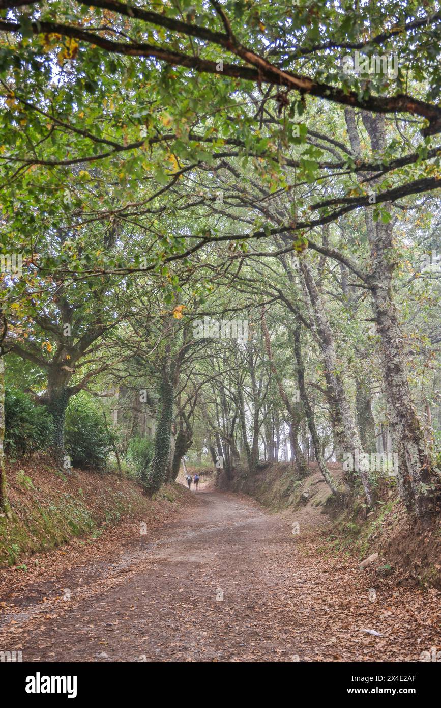 Spanien, Galicien. Jakobsweg zwischen Palas de Rei und Melide Stockfoto