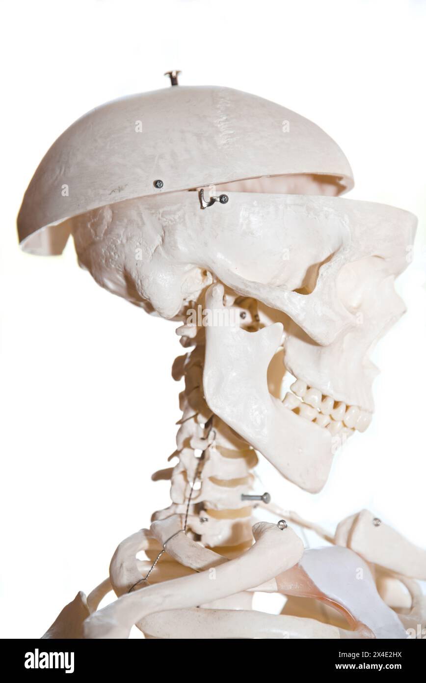 Skelett - Kopfknochen In Seitenansicht, Abgeschnitten Und Freier Textbereich Stockfoto