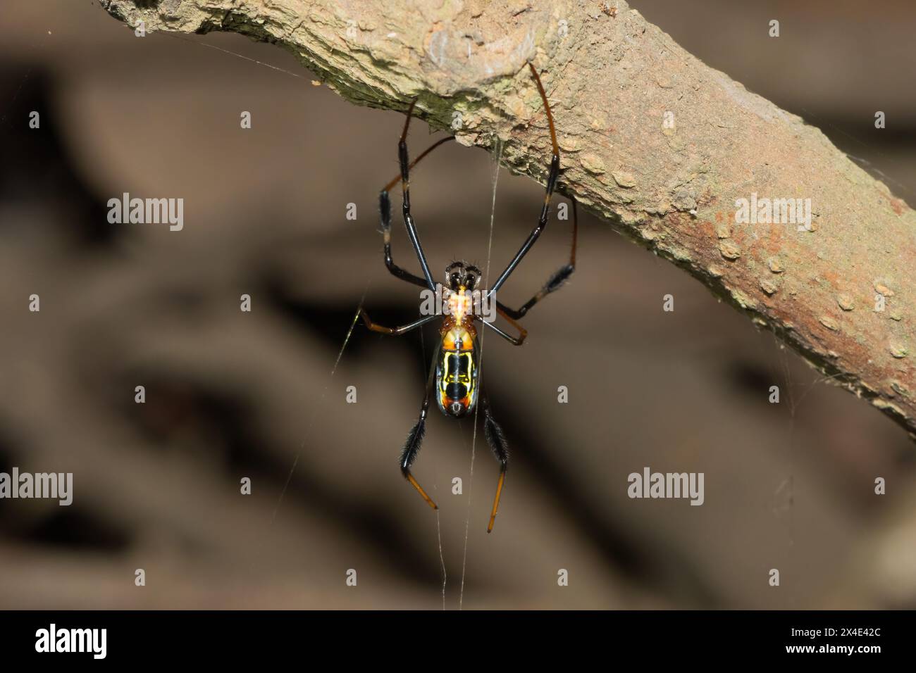 Haarige goldene Orb-Weber (Trichonephila fenestrat), auch ein schwarzbeiniger goldener Orb-Weber genannt Stockfoto