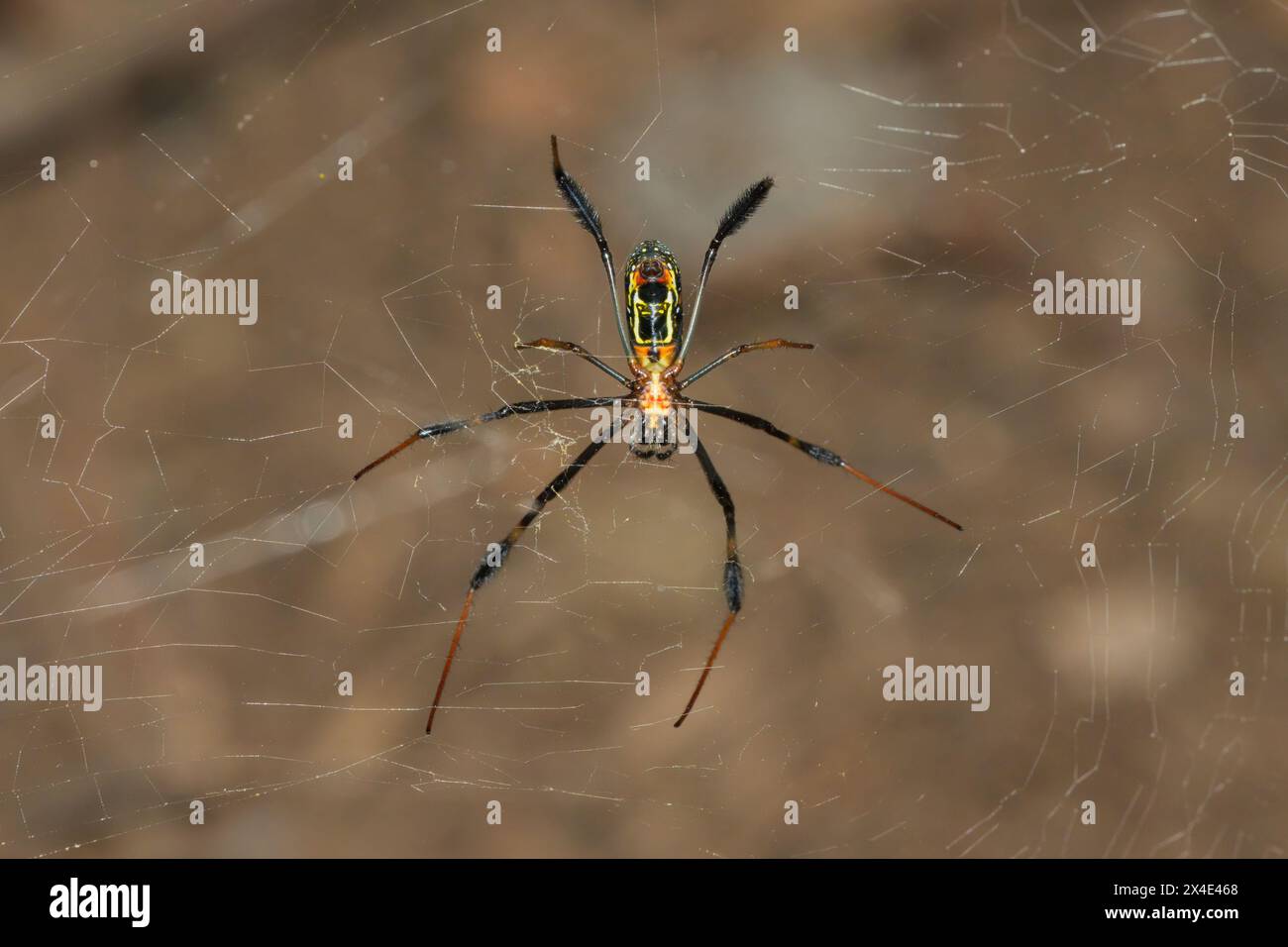 Haarige goldene Orb-Weber (Trichonephila fenestrat), auch ein schwarzbeiniger goldener Orb-Weber genannt Stockfoto