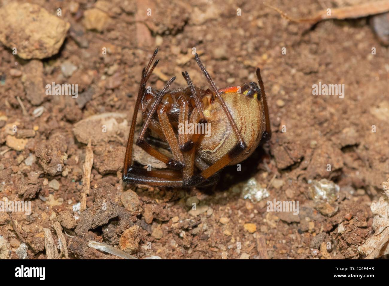 Eine giftige braune Knopfspinne (Latrodectus geometricus), die den Tod vortäuscht Stockfoto