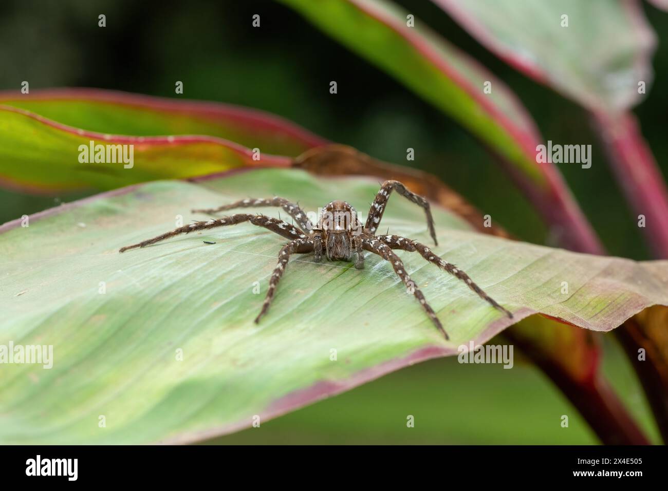 Eine wunderschöne Angelspinne (Nilus sp) auf einem großen grünen Blatt in der Nähe eines Teichs Stockfoto