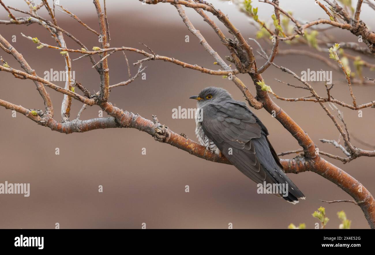 Gemeiner Kuckuck (Europäischer Kuckuck) Stockfoto