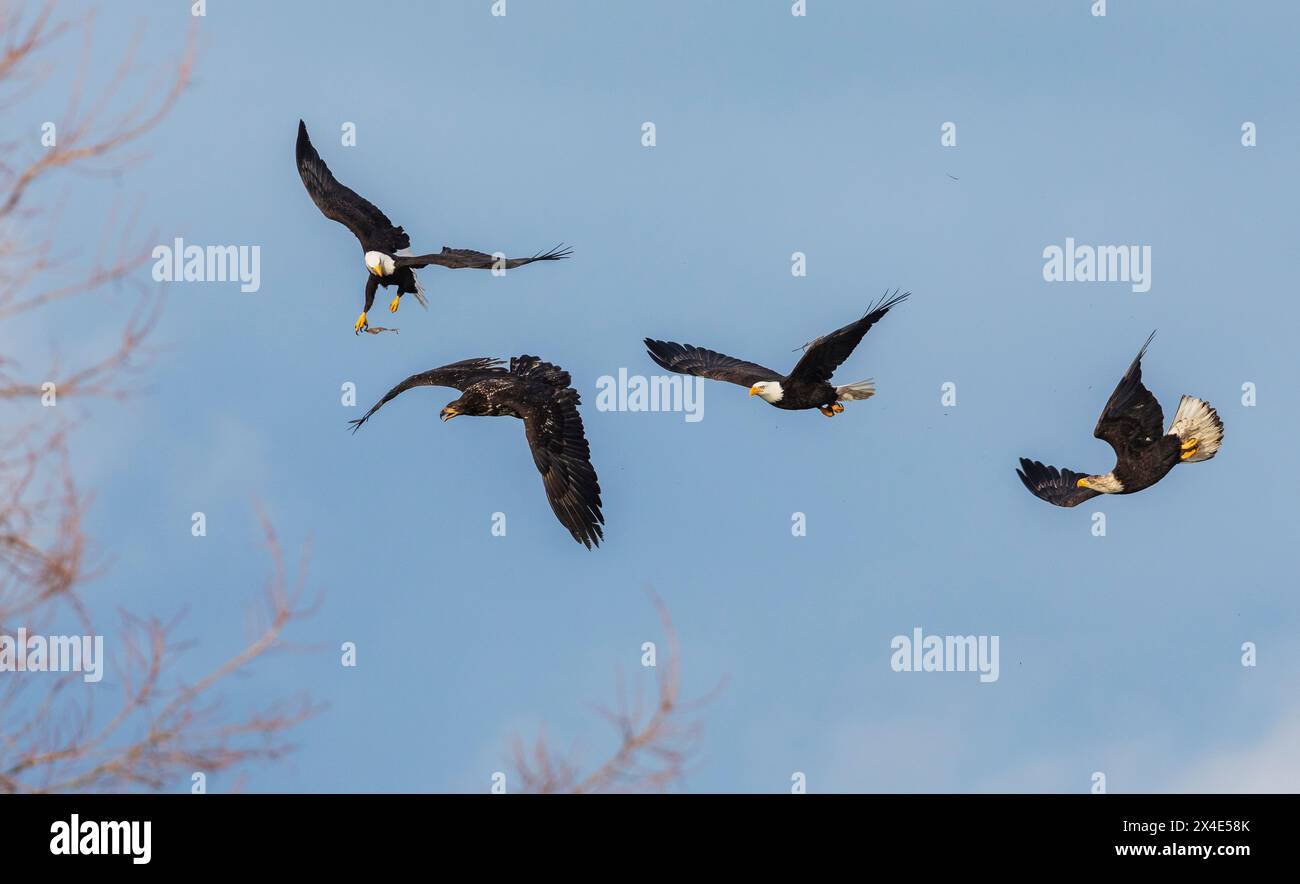 USA, Bundesstaat Washington. Skagit Valley, Weißkopfseeadler, die um etwas Essen wetteifern Stockfoto