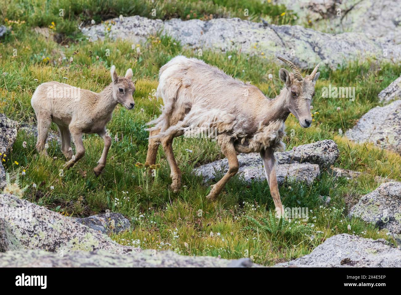 Dickhornschafe, Lamm nach Schafen im Colorado Alpine Country, USA Stockfoto