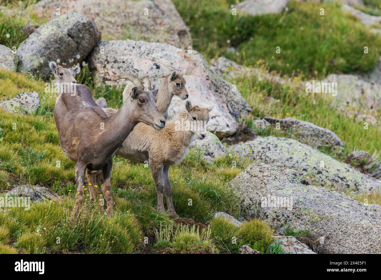 Dickhornschafe, Schafe und Lämmer, Colorado Alpine Country, USA Stockfoto