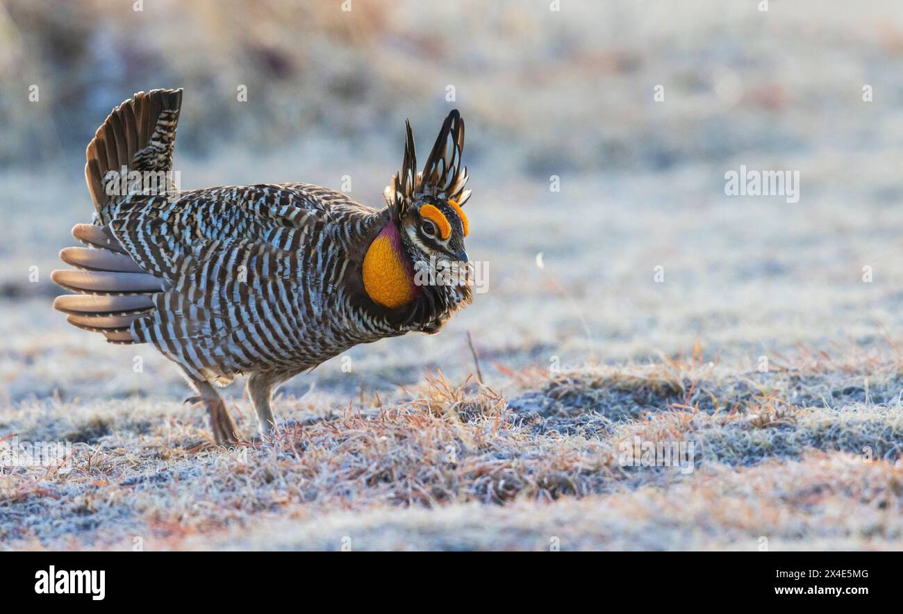 Greater Prairie Chicken Silhouette, östliche Ebenen von Colorado, USA Stockfoto