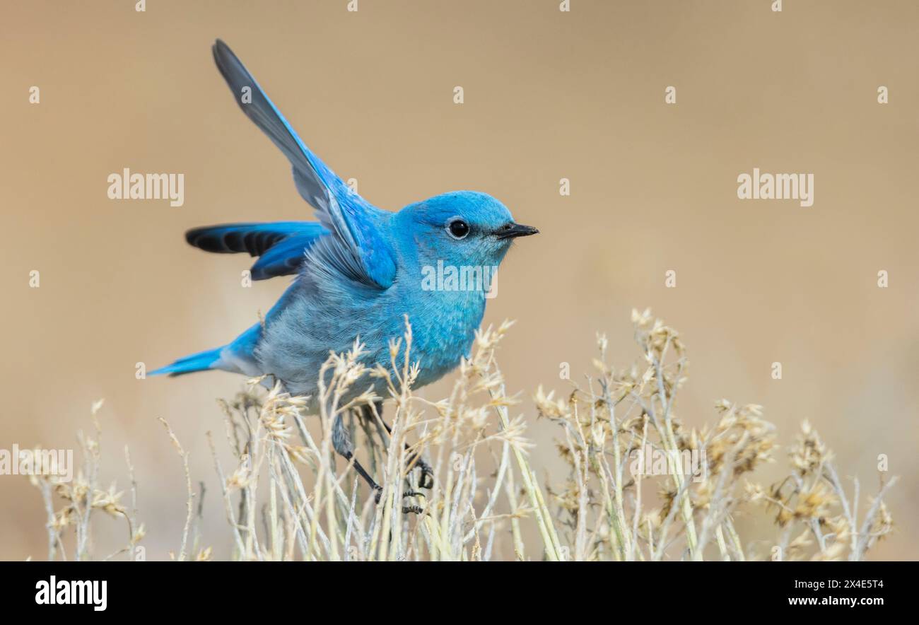 Mountain Bluebird bereitet sich auf den Flug vor, Colorado, USA Stockfoto