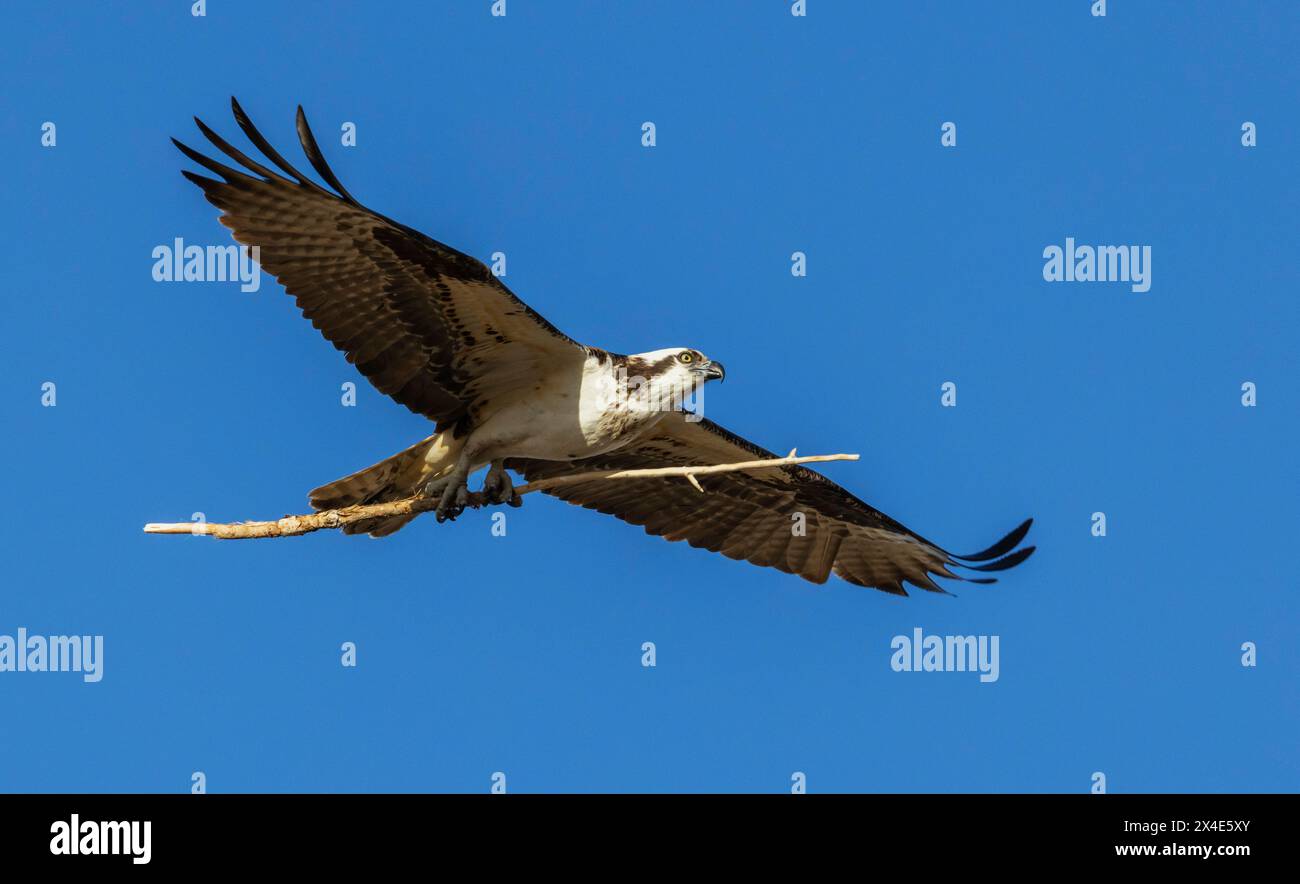 Osprey kehrte mit einer weiteren Niederlassung in Colorado Rockies, USA, zurück Stockfoto