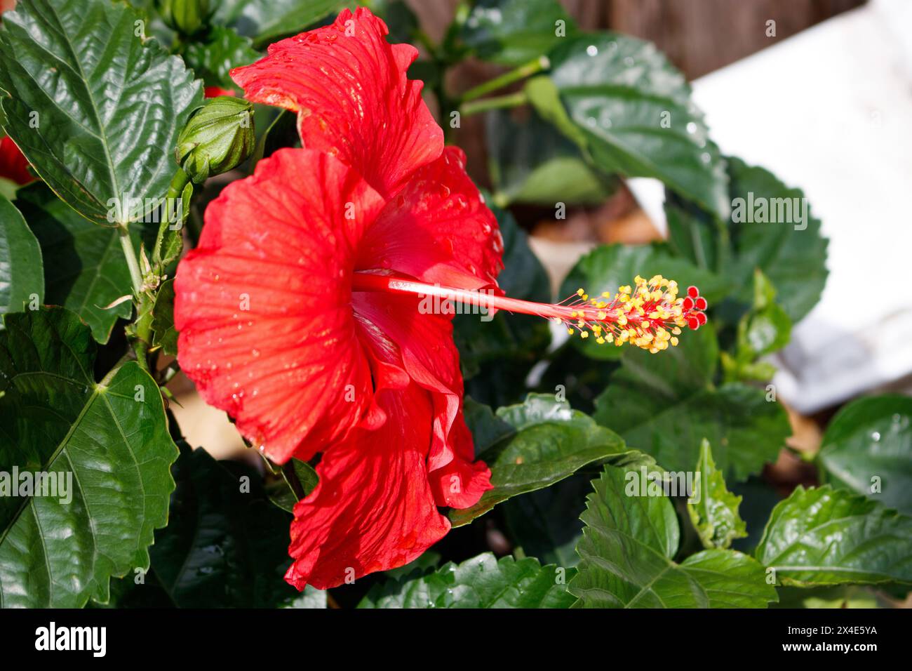 Eine leuchtend rote Hibiskusblüte mit einem markanten roten Stamen mit gelber Spitze hebt sich vor dem Hintergrund von üppig grünen Blättern hervor. Stockfoto