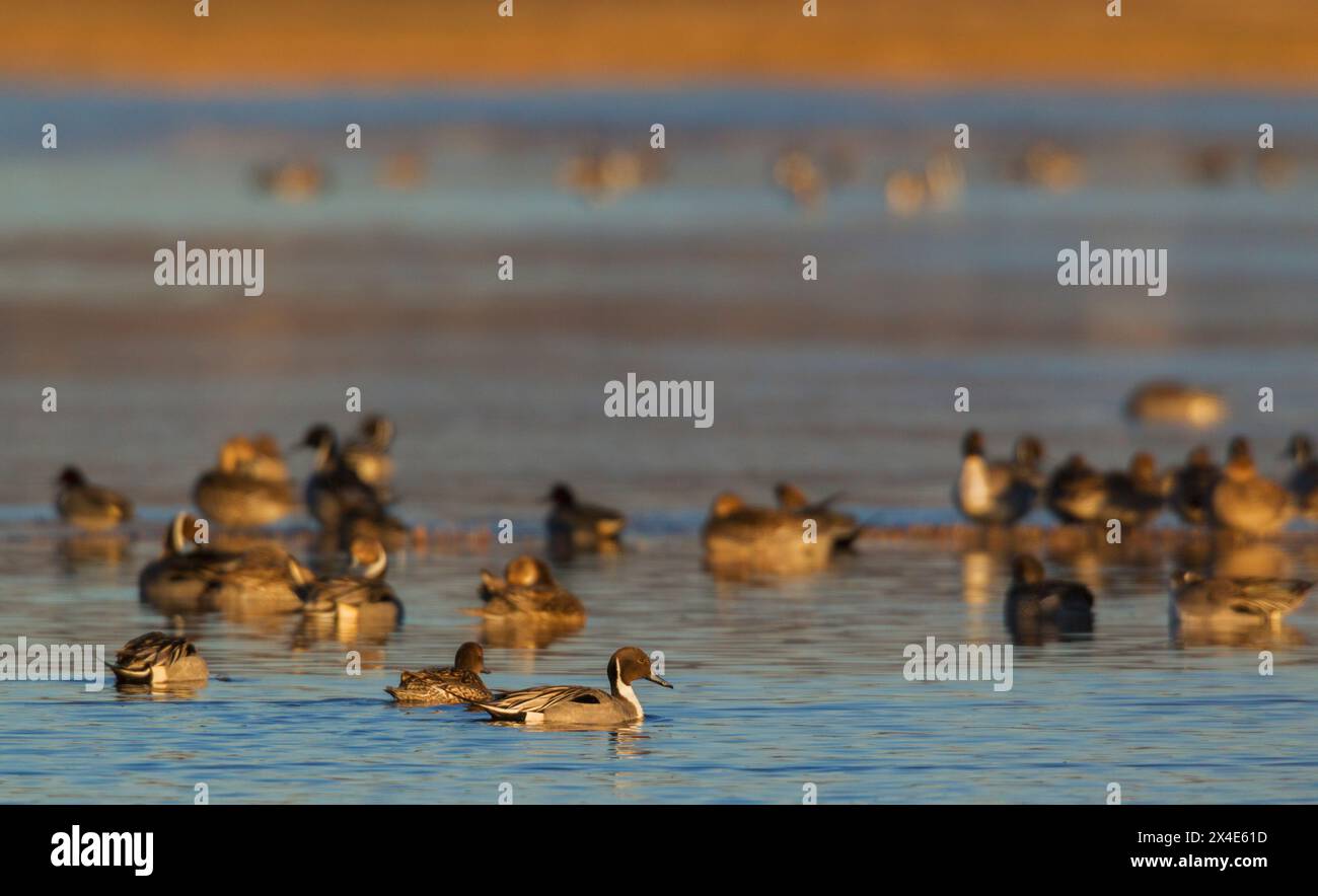 Northern pintail Ente, auf der Suche nach Nahrungsmitteln in überflutetem Ackerfeld, Migrationsstopp, USA, Oregon Stockfoto