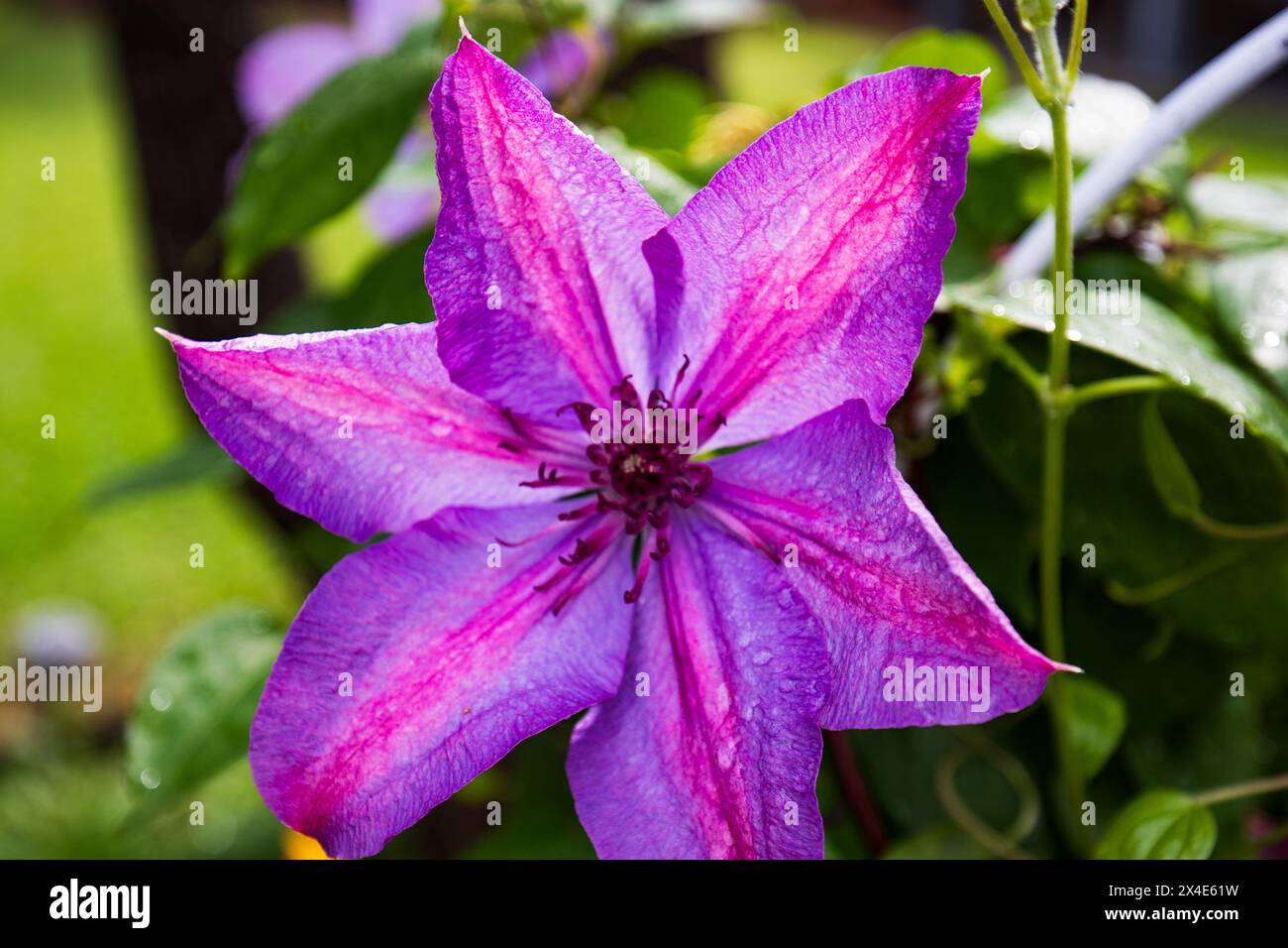 Eine leuchtend violette Clematis in voller Blüte steht vor grünem Hintergrund, mit Wassertropfen auf den Blütenblättern. Stockfoto