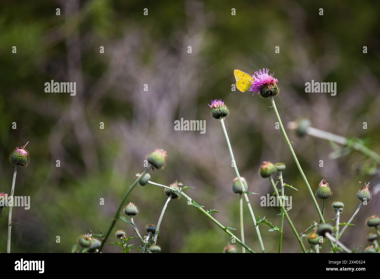 Ein gelber Schmetterling steht auf einer lila Marienblume, mit mehreren Knospen und anderen Disteln, die sie in verschiedenen Blütestadien umgeben. Stockfoto