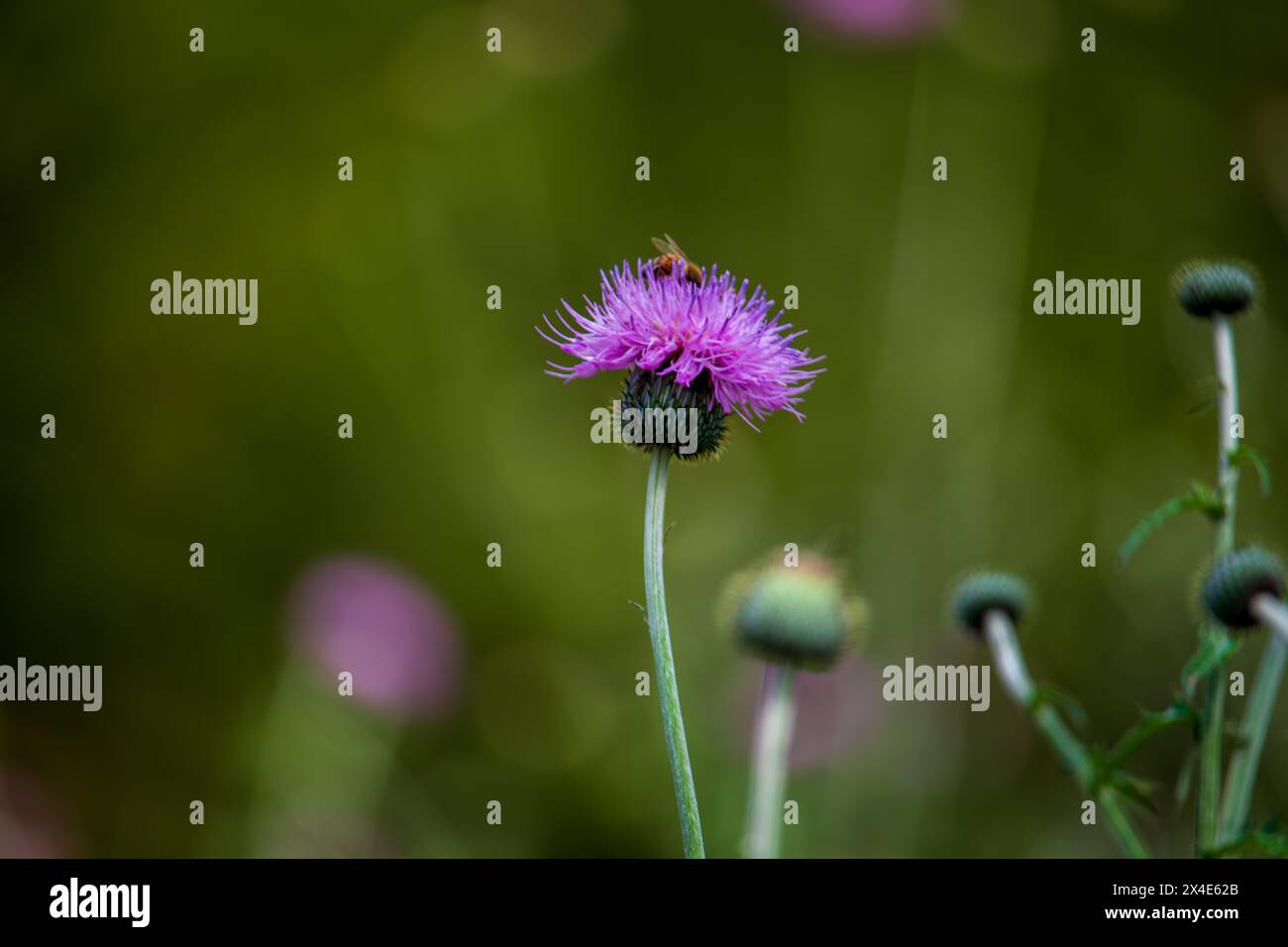 Eine leuchtend violette Distelblume hebt sich vor einem sanften grünen Hintergrund mit einer kleinen Honigbiene auf der Blüte ab. Stockfoto