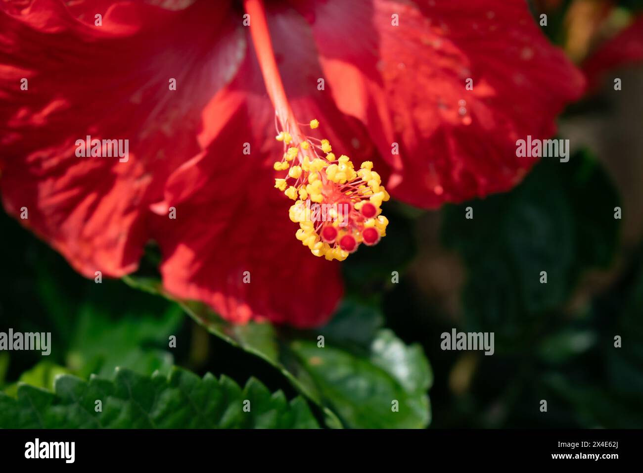 Eine leuchtend rote Hibiskusblüte blüht in voller Blüte und zeigt ihre markanten und detaillierten gelben Stempel – die Blütenblätter mit weichem Hintergrund. Stockfoto