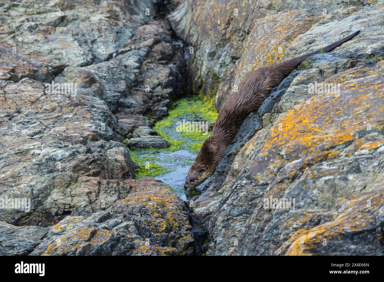 Flussotter löscht seinen Durst, Washington State, USA Stockfoto