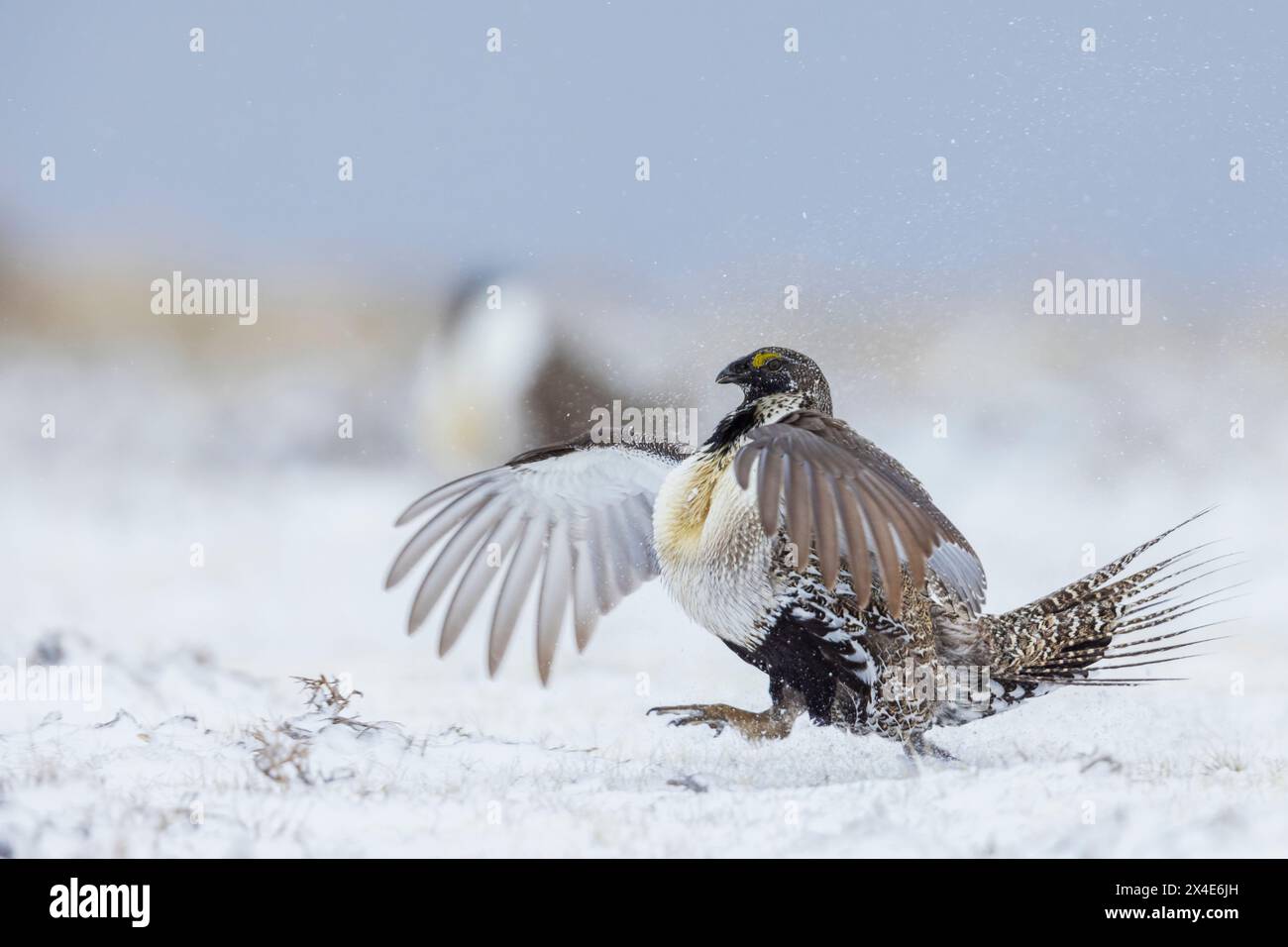 Greater Salbei Birkhühner, Balz, Colorado, USA Stockfoto