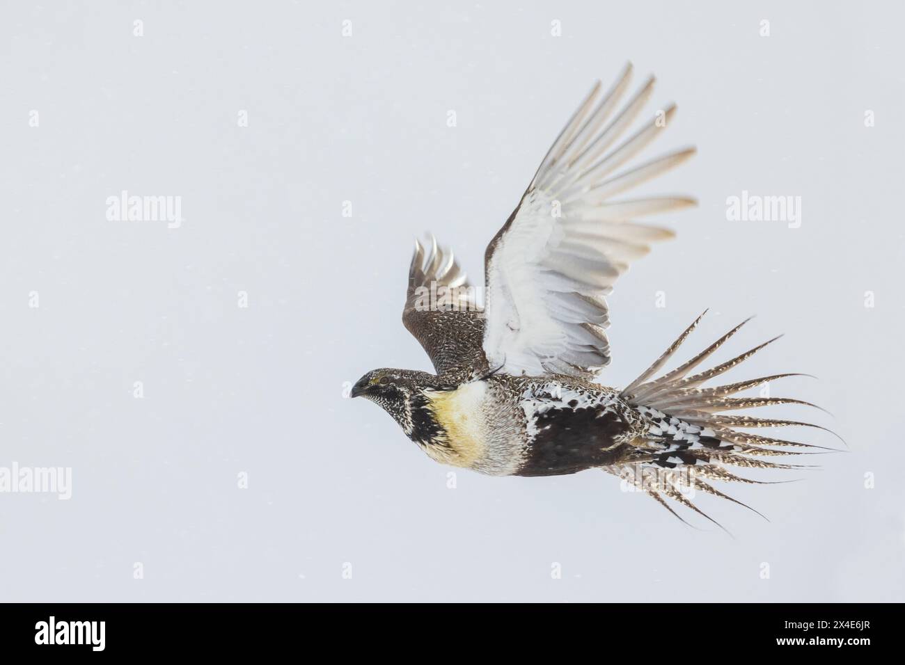 USA, Colorado, Großhuhn fliegen. Stockfoto