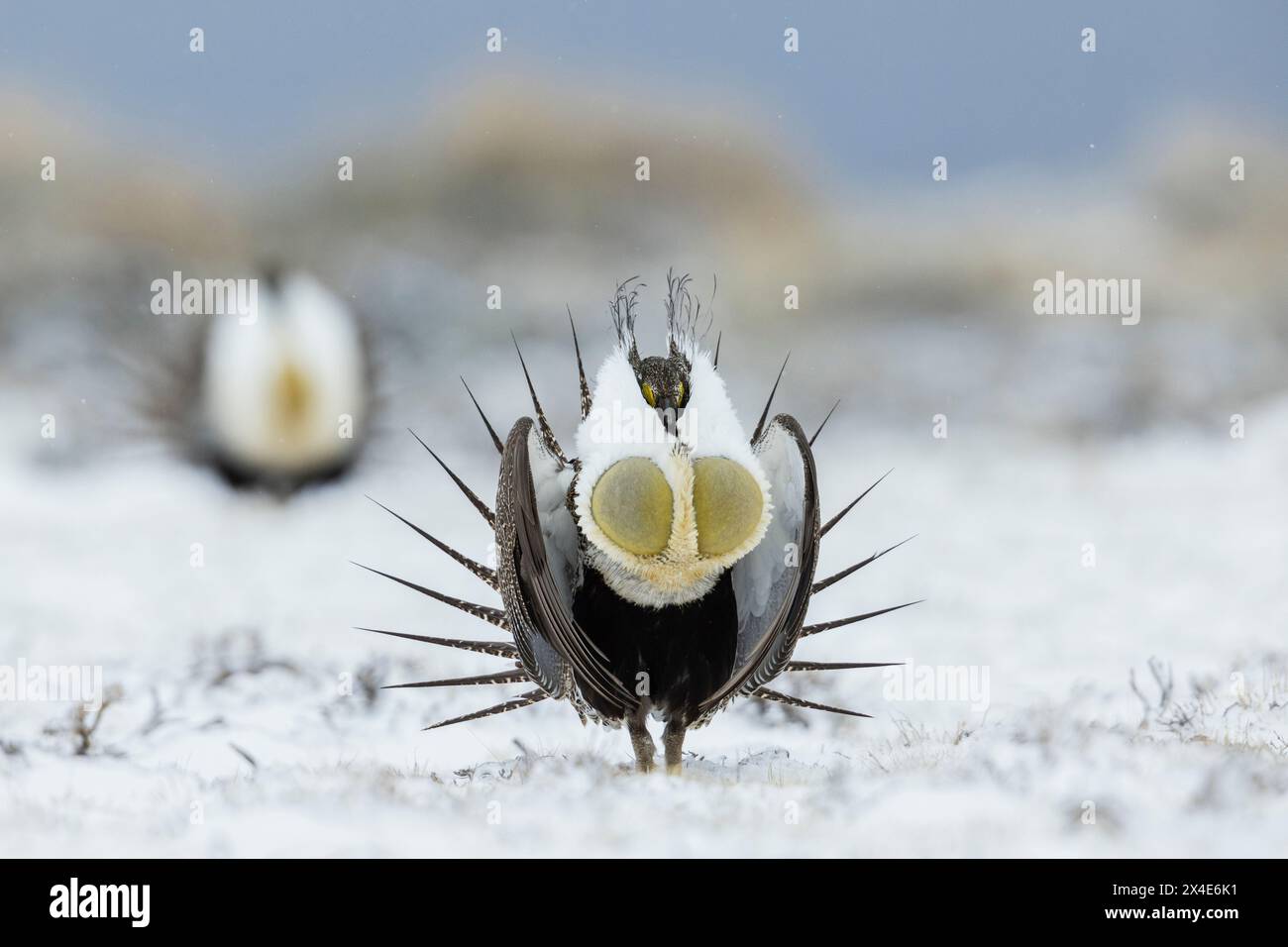 USA, Colorado, Auerhühner, Balztanz Stockfoto