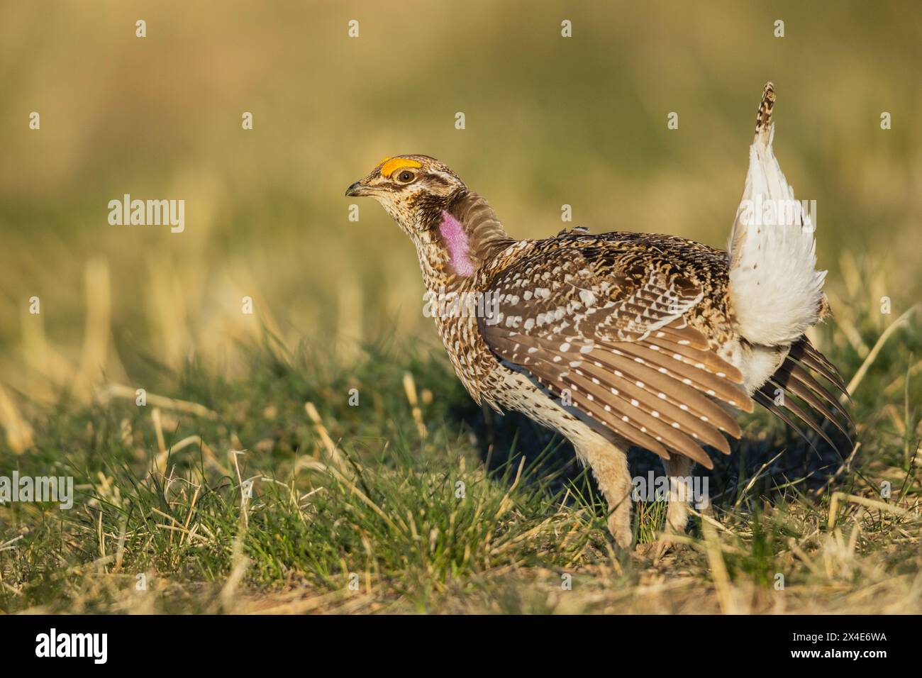 Scharfe-tailed Grouse Stockfoto