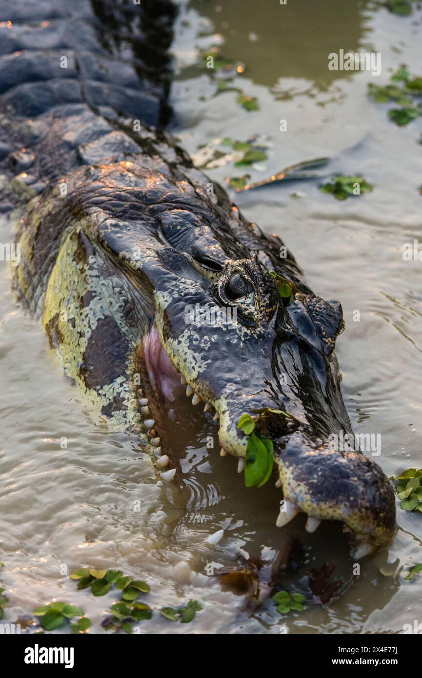 Ein Yacare-Kaiman, Caiman Crocodylus yacare, füttern. Mato Grosso Do Sul State, Brasilien. Stockfoto