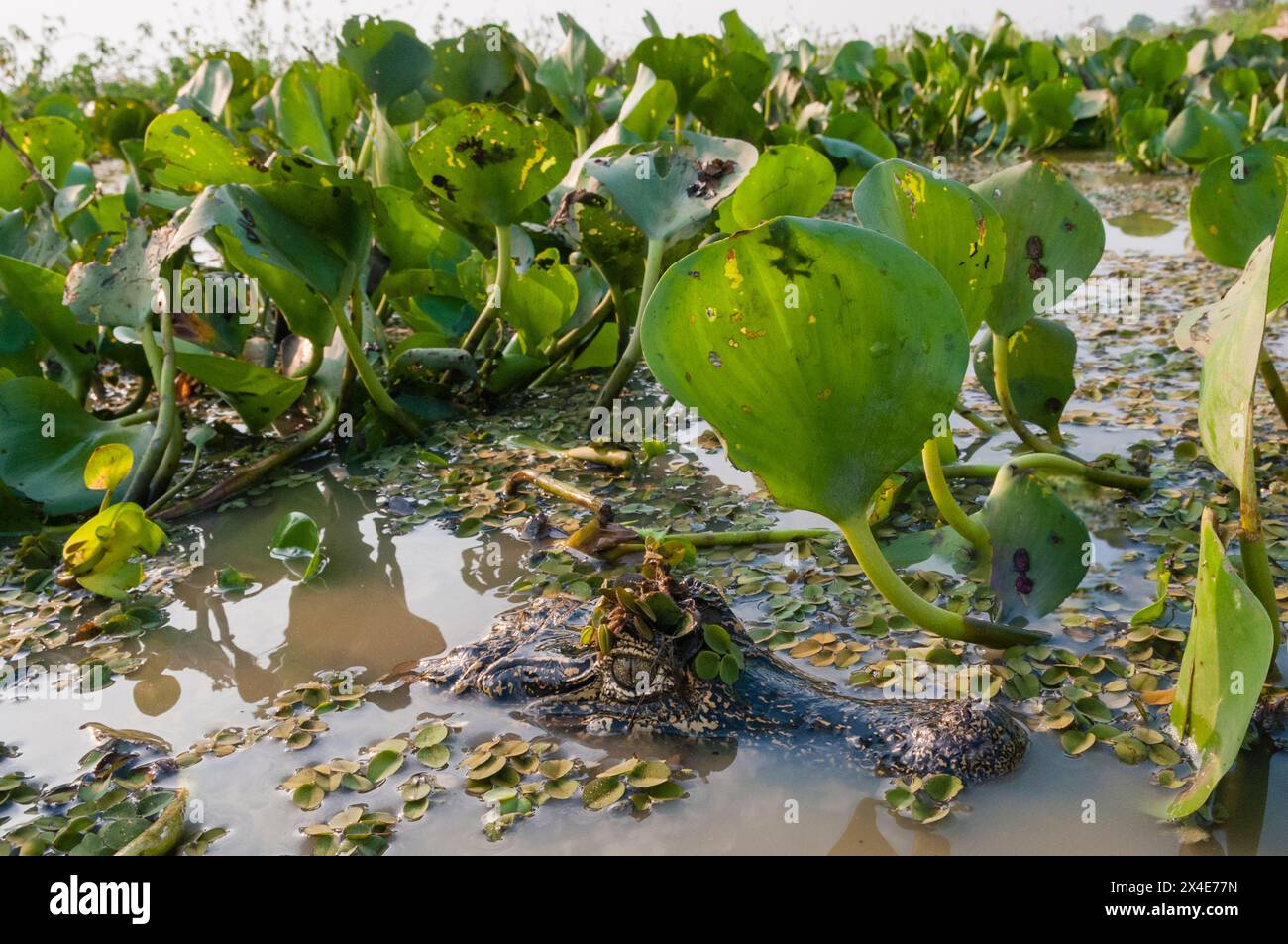 Ein Yacare Caiman, Caiman Crocodylus yacare, das im Cuiaba River untergetaucht ist. Mato Grosso Do Sul State, Brasilien. Stockfoto