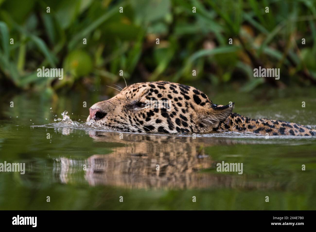 Ein jaguar, Panthera onca, schwimmend im Fluss. Pantanal, Mato Grosso, Brasilien Stockfoto