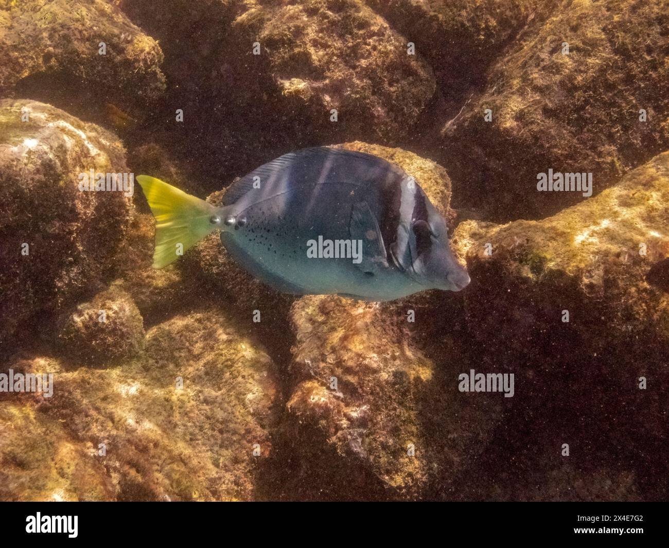 Ecuador, Galapagos National Park, Espanola Island, Gardiner Bay. Gelbschwanz-Chirurgenfische Nahaufnahme. Stockfoto