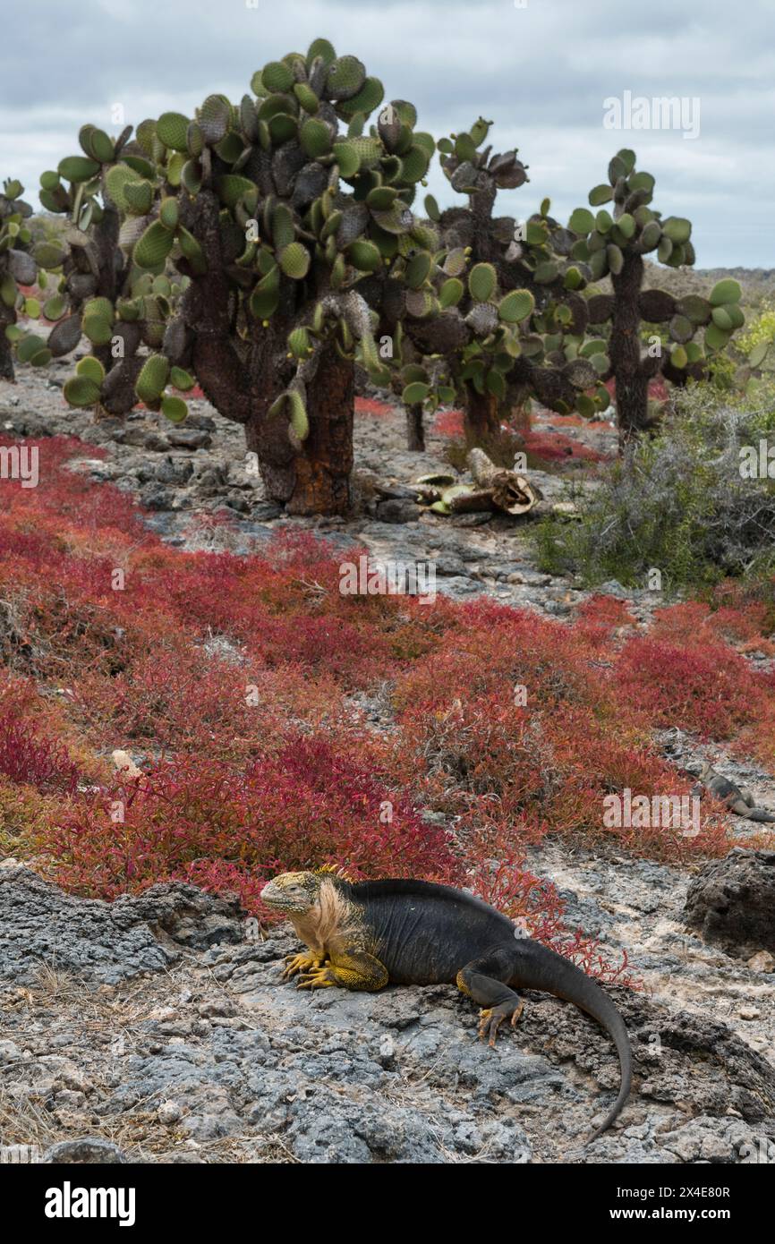 Sesuvium edmonstonei und Kaktus auf der South Plaza Island. South Plaza Island, Galapagos, Ecuador Stockfoto