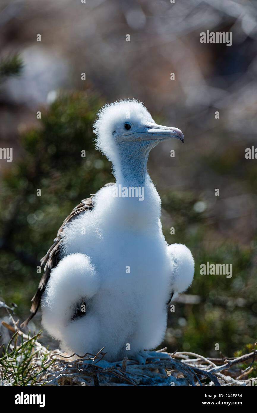 Eine prächtige Fregattvogelkühe, Fregata Magnificens. Nord-Seymour-Insel, Galapagos, Ecuador Stockfoto