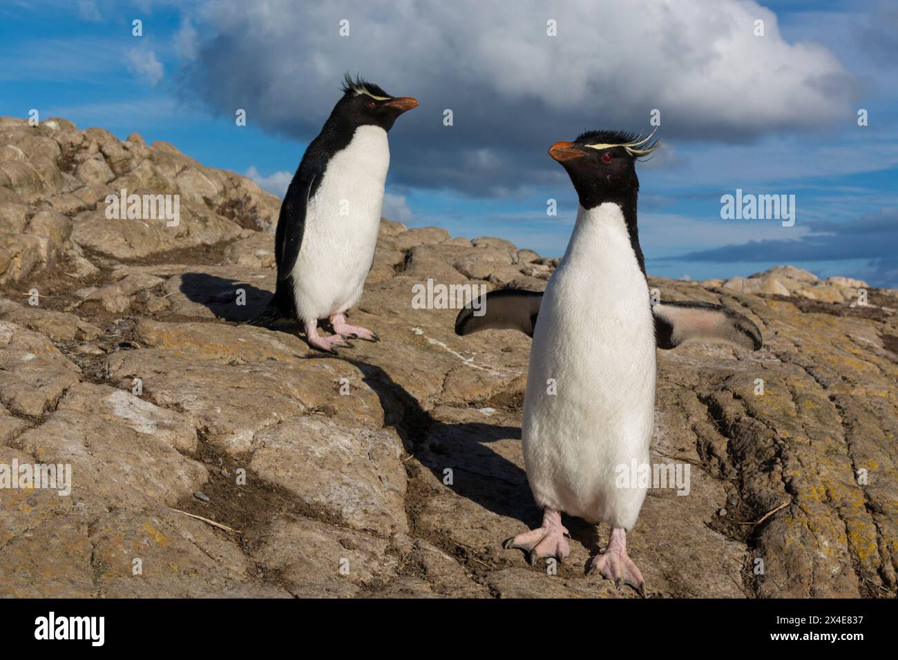 Zwei Steintrichter-Pinguine, Eudyptes chrysocome. Pebble Island, Falkland Islands Stockfoto