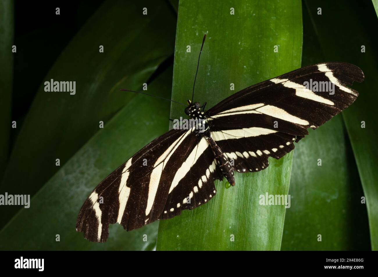 Ein langflügeliger Zebra-Schmetterling, Heliconius charthonia, der auf einem Blatt ruht. La Paz Waterfall Gardens, Costa Rica. Stockfoto